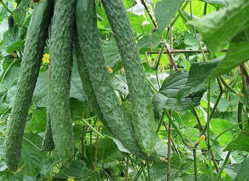 夏天吃梨瓜的好处,梨瓜的营养与保健益处