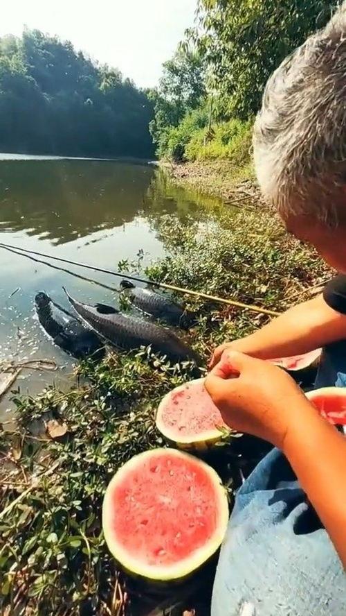 河边悠闲吃瓜图片搞笑