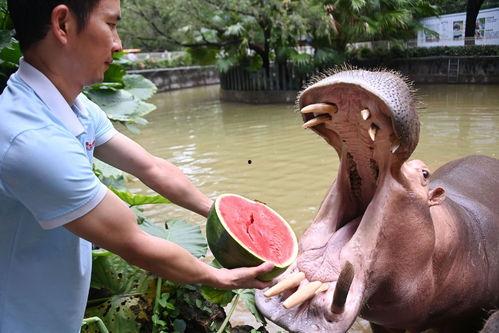吃大瓜的动物,揭秘那些爱吃大瓜的动物
