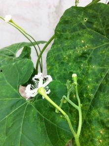 花小瓣吃瓜日常