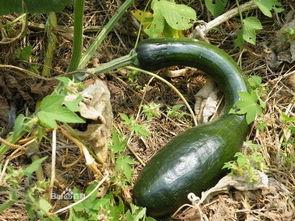 吃方瓜会发胖吗,吃方瓜真的会发胖吗？