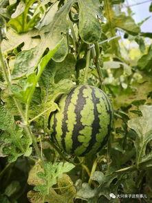 小庞吃瓜,揭秘娱乐圈那些不为人知的幕后故事