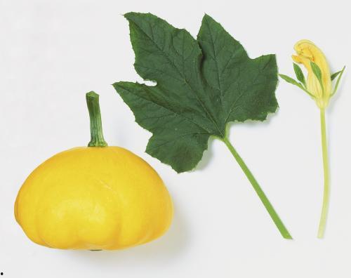 吃叶子吃杆子的瓜,探索独特瓜类美食之旅