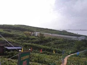 黟县吃瓜事件视频,一场引发热议的网络风波