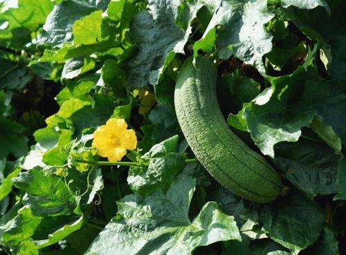 吃瓜顶饿,揭秘夏日消暑美食新潮流