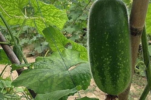 女的吃瓜,揭秘网络八卦背后的社交现象