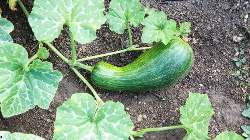 圆瓠瓜怎么吃,解锁健康美味新体验