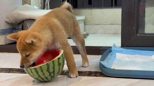 萌宠吃瓜479,揭秘宠物界的趣味瞬间