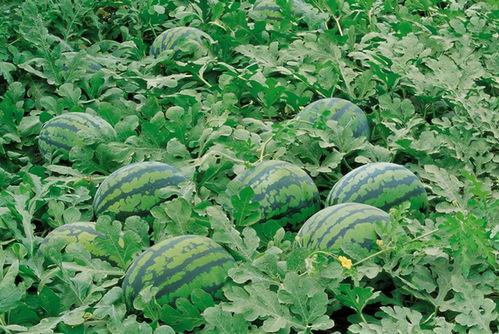 吕梁学院吃瓜,揭秘校园风云录