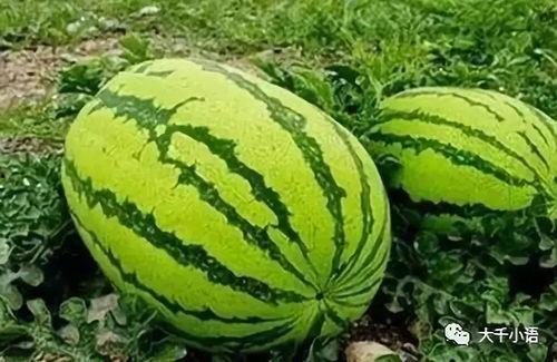 谁家吃瓜便宜,揭秘哪家吃瓜更便宜