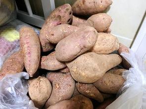 乡下土瓜怎么吃,乡下土瓜的美味探索