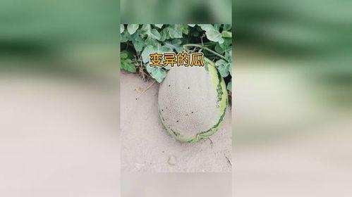 变异吃瓜视频,揭秘网络短视频的惊人魅力与潜在风险