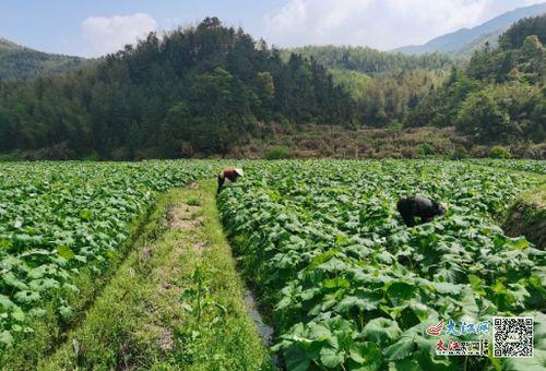 墩尚镇吃瓜,瓜香四溢，品味夏日田园风情