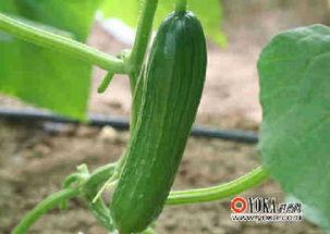 在线吃瓜11,揭秘“在线吃瓜11”背后的故事