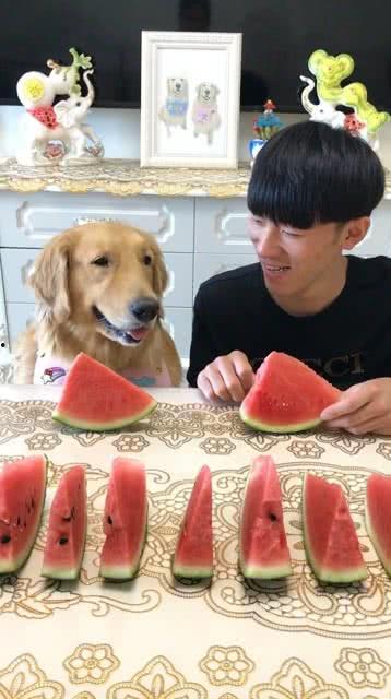 狗参加吃瓜大赛,瓜果飘香，萌宠欢乐竞技场