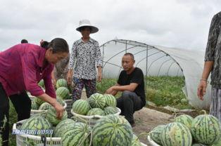 安州区吃瓜,探寻地方特色美食之旅