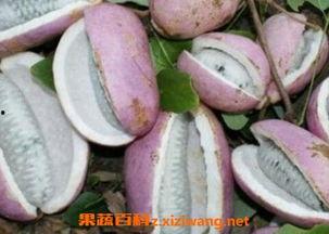 吃八月瓜吐,品味果实，吐出生活美好