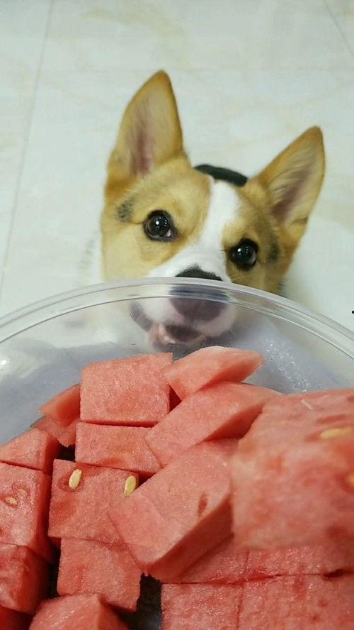 小心吃瓜后续,揭秘娱乐圈背后的真相与风波