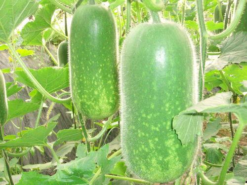 看瓜哥吃瓜现场图片高清