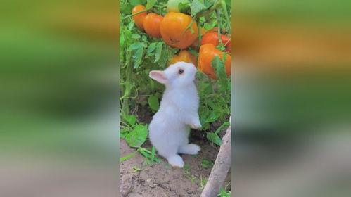 可爱小兔吃瓜