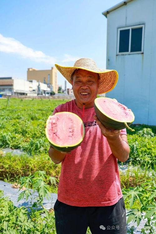 广州南沙吃瓜,瓜果飘香，品味夏日田园风情
