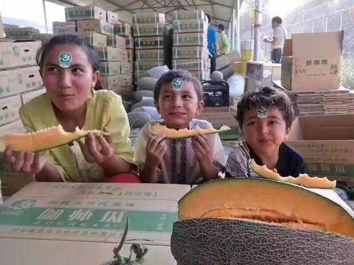 伽师吃瓜的视频,伽师吃瓜，趣味横生一幕幕