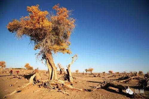 带你吃瓜穿越沙漠,带你品尝瓜果飘香的奇幻之旅