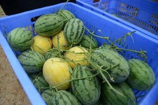 吃瓜群63265,一场网络热议背后的故事