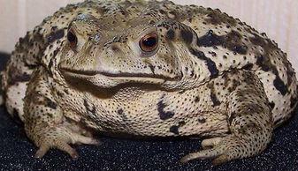 大蛤蟆怎么吃瓜,大蛤蟆的独特吃瓜技巧揭秘