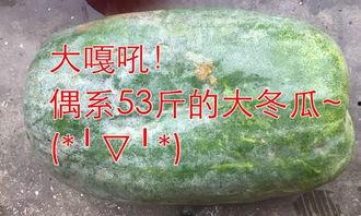 德国不许吃瓜,瓜界禁忌，揭秘“不许吃瓜”背后的文化之谜