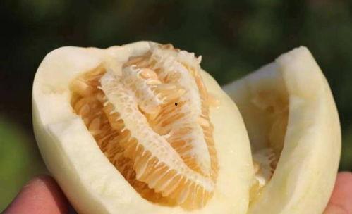 母母吃咸瓜,咸瓜中的温馨故事