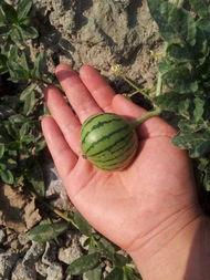 文哥吃瓜地点,揭秘网红吃瓜胜地